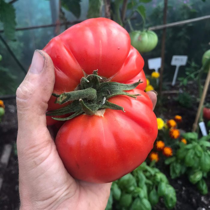 Beef steak Tomato