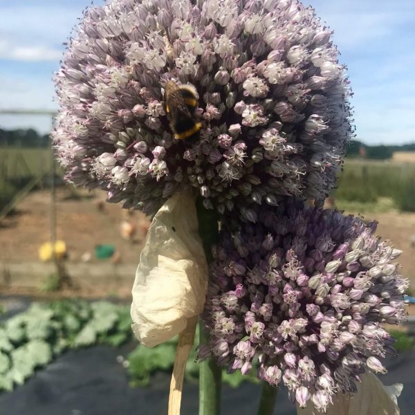 Leek flower head