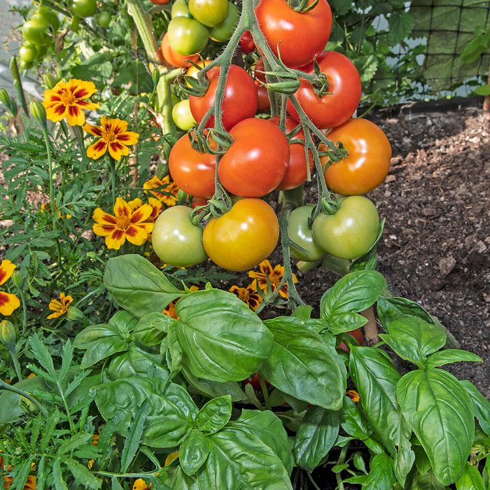 Polytunnel 07