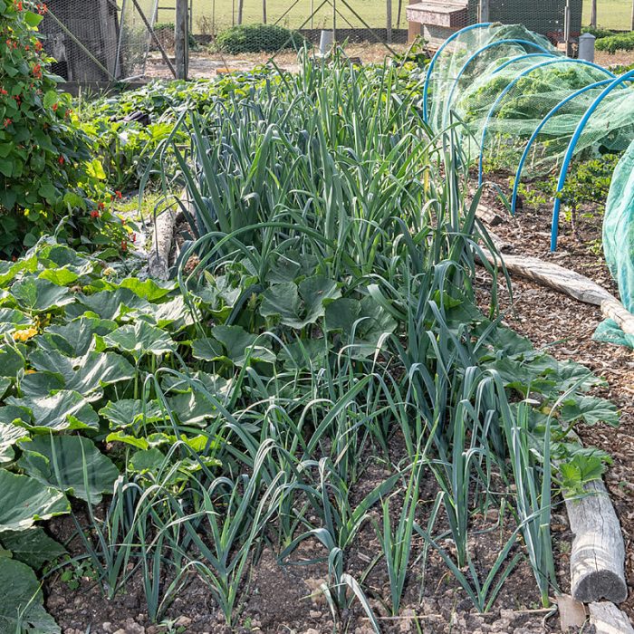 Polytunnel 09