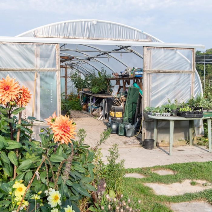 Polytunnel 10