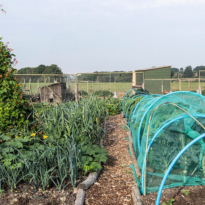 Polytunnel 12