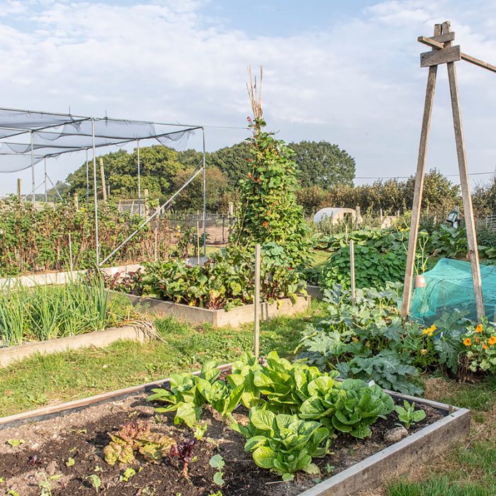 Polytunnel 13