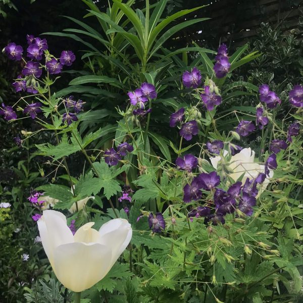 Tulip & Geranium