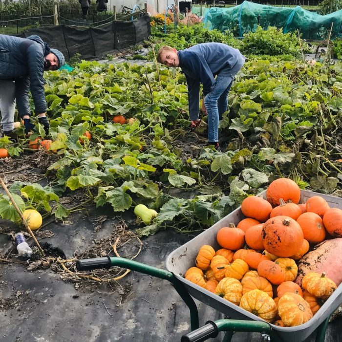 Volunteers & pumpkins